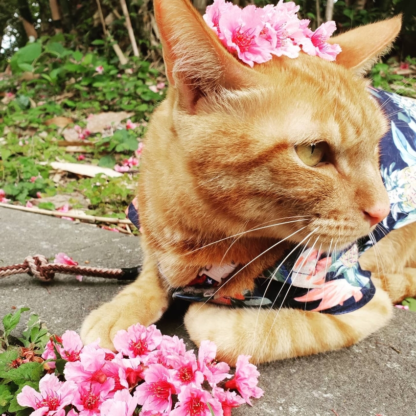 【新北.五股】觀音山硬漢嶺+bobo豹豹咖啡森林館內有多隻店貓