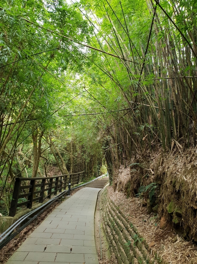 【新北.五股】觀音山硬漢嶺+bobo豹豹咖啡森林館內有多隻店貓