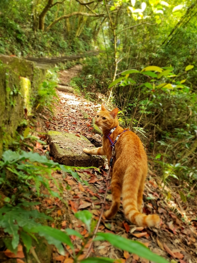 【新北.五股】觀音山硬漢嶺+bobo豹豹咖啡森林館內有多隻店貓