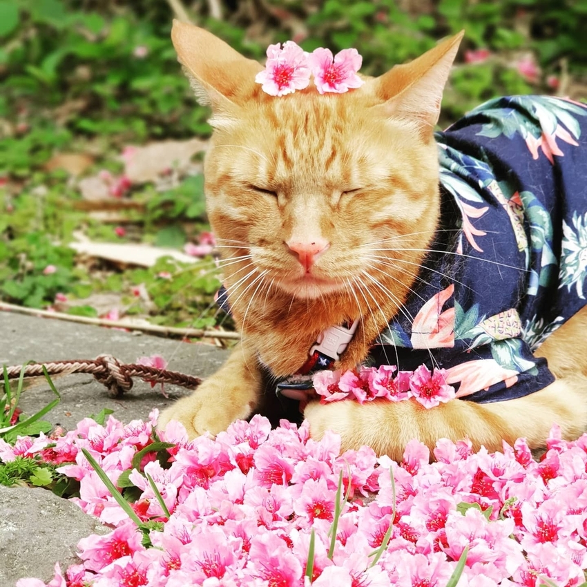 【新北.五股】觀音山硬漢嶺+bobo豹豹咖啡森林館內有多隻店貓