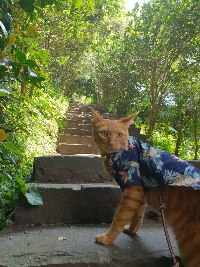 【新北.五股】觀音山硬漢嶺+bobo豹豹咖啡森林館內有多隻店貓