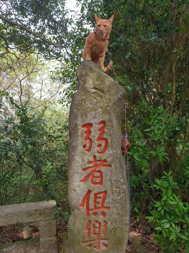 【新北.五股】觀音山硬漢嶺+bobo豹豹咖啡森林館內有多隻店貓