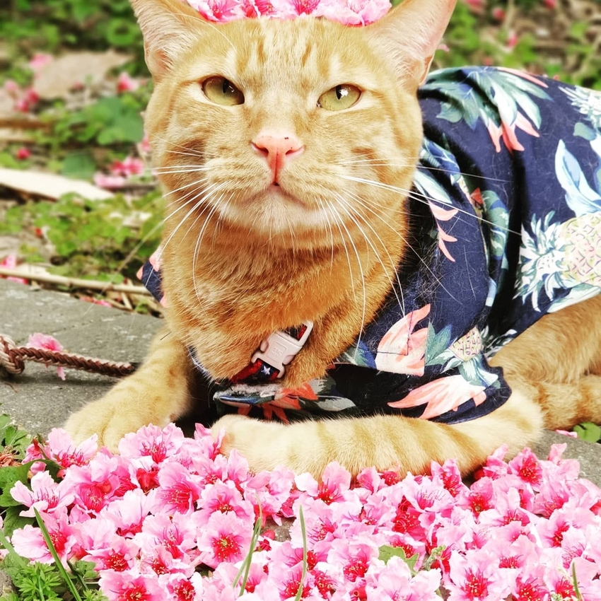 【新北.五股】觀音山硬漢嶺+bobo豹豹咖啡森林館內有多隻店貓