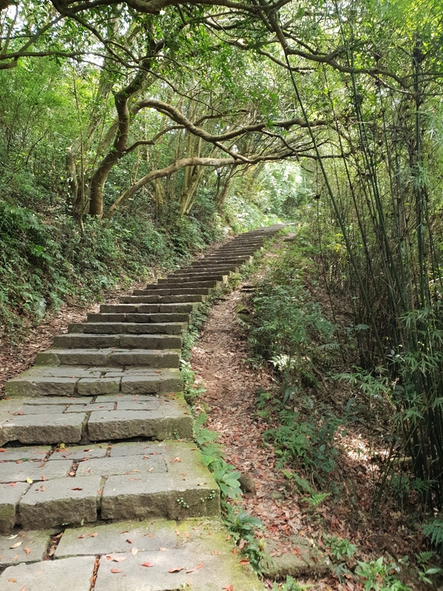 【新北.五股】觀音山硬漢嶺+bobo豹豹咖啡森林館內有多隻店貓