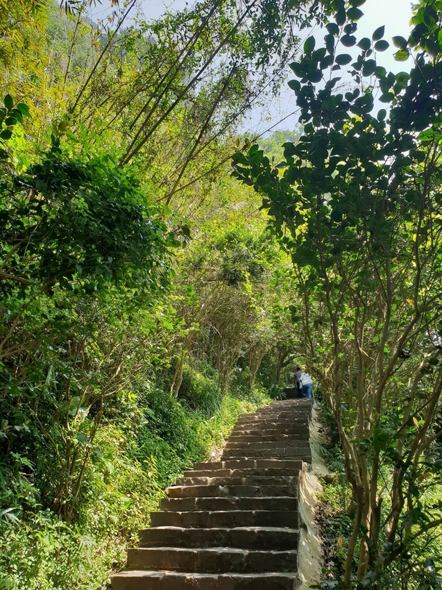 【新北.五股】觀音山硬漢嶺+bobo豹豹咖啡森林館內有多隻店貓
