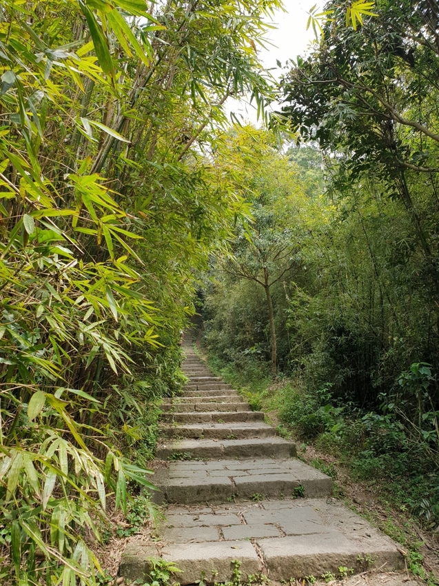 【新北.五股】觀音山硬漢嶺+bobo豹豹咖啡森林館內有多隻店貓