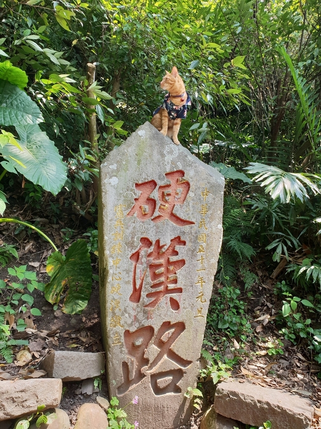 【新北.五股】觀音山硬漢嶺+bobo豹豹咖啡森林館內有多隻店貓