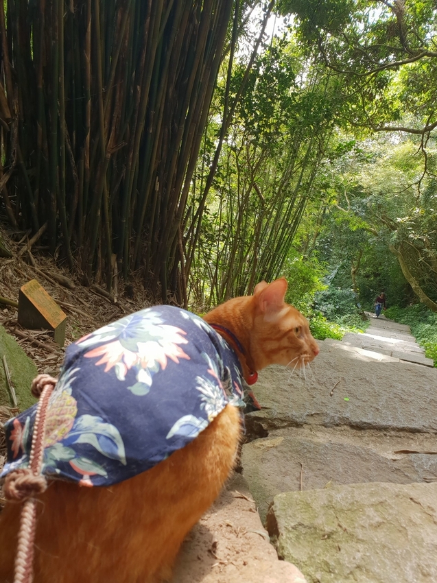 【新北.五股】觀音山硬漢嶺+bobo豹豹咖啡森林館內有多隻店貓