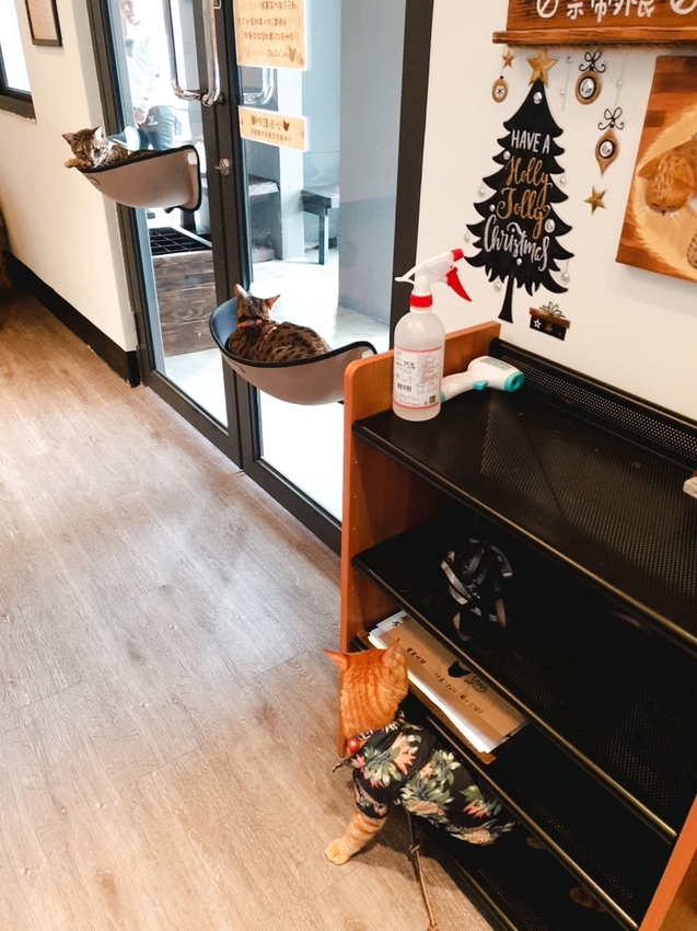 【新北.五股】觀音山硬漢嶺+bobo豹豹咖啡森林館內有多隻店貓