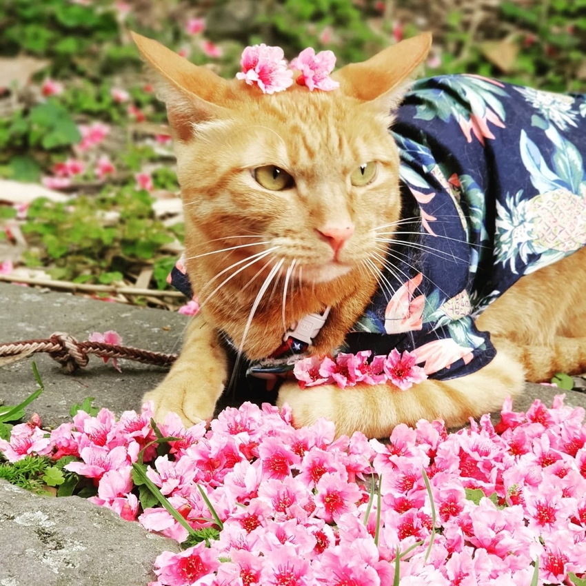 【新北.五股】觀音山硬漢嶺+bobo豹豹咖啡森林館內有多隻店貓