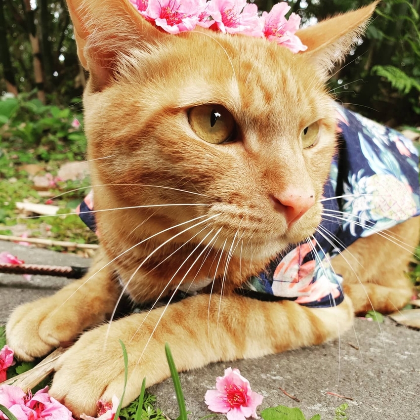 【新北.五股】觀音山硬漢嶺+bobo豹豹咖啡森林館內有多隻店貓