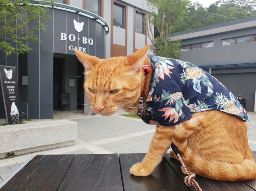 【新北.五股】觀音山硬漢嶺+bobo豹豹咖啡森林館內有多隻店貓
