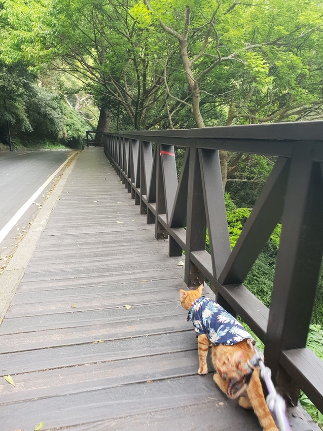 【新北.五股】觀音山硬漢嶺+bobo豹豹咖啡森林館內有多隻店貓