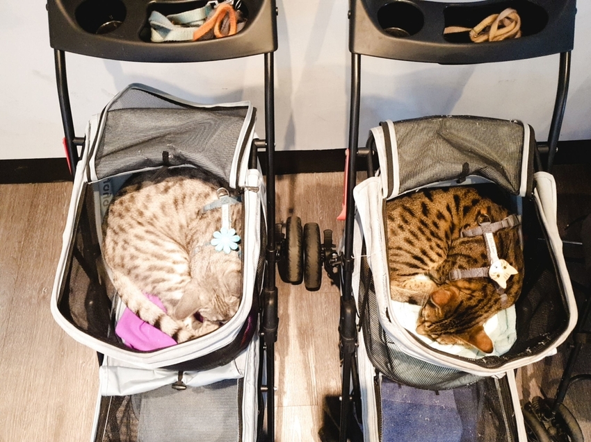 【新北.五股】觀音山硬漢嶺+bobo豹豹咖啡森林館內有多隻店貓