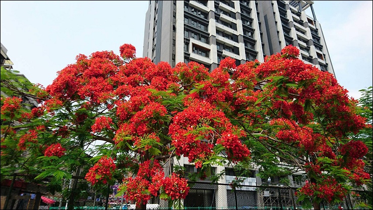 FB臉書社團瘋狂洗版的中和三角舖鴛鴦分享杯奶茶 vs 大台北首家投幣式鮮奶茶販賣機的艋舺冬瓜堂茶飲