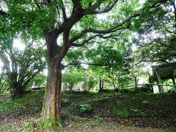 【台北景點】陽明山菁山遊憩區 #溫泉小木屋 #雲起軒 #母親節桌菜 #下午茶 #景觀餐廳 #台北住宿 (51).JPG