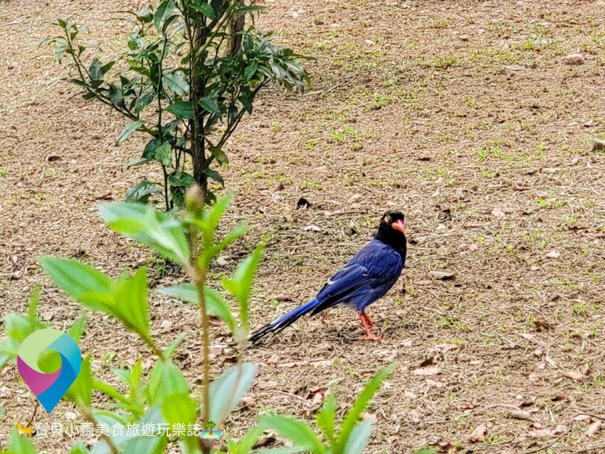 [旅遊]台北的世外桃源 漫步山林 泡湯 賞景 陽明溫泉渡假村