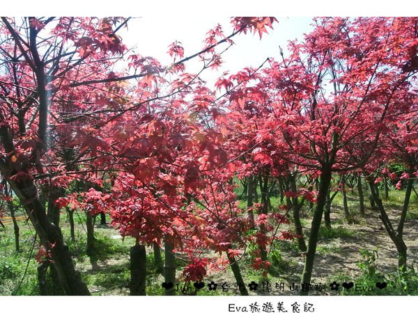 陽明山平等里：【遊記】oO。台北 陽明山 楓紅槭樹 漂亮的三月楓紅，真的第一次看到，不輸真正的楓紅～。o○。