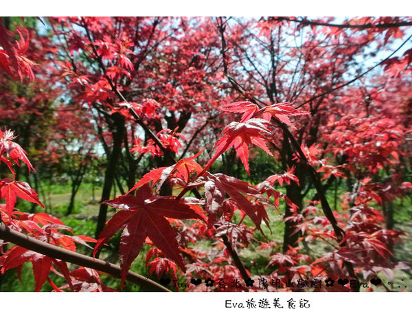 陽明山平等里：【遊記】oO。台北 陽明山 楓紅槭樹 漂亮的三月楓紅，真的第一次看到，不輸真正的楓紅～。o○。