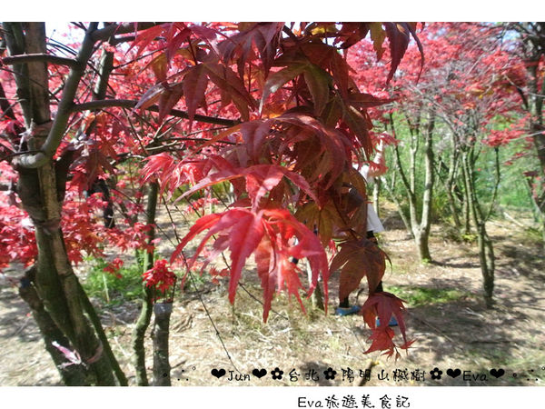 陽明山平等里：【遊記】oO。台北 陽明山 楓紅槭樹 漂亮的三月楓紅，真的第一次看到，不輸真正的楓紅～。o○。