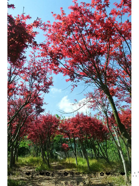 陽明山平等里：【遊記】oO。台北 陽明山 楓紅槭樹 漂亮的三月楓紅，真的第一次看到，不輸真正的楓紅～。o○。