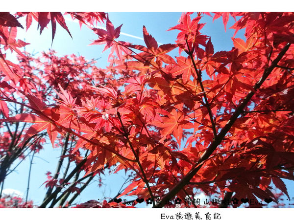 陽明山平等里：【遊記】oO。台北 陽明山 楓紅槭樹 漂亮的三月楓紅，真的第一次看到，不輸真正的楓紅～。o○。