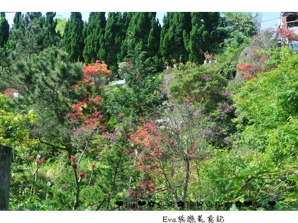 陽明山平等里：【遊記】oO。台北 陽明山 楓紅槭樹 漂亮的三月楓紅，真的第一次看到，不輸真正的楓紅～。o○。
