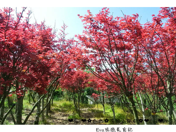 陽明山平等里：【遊記】oO。台北 陽明山 楓紅槭樹 漂亮的三月楓紅，真的第一次看到，不輸真正的楓紅～。o○。