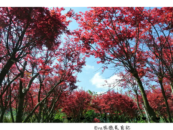 陽明山平等里：【遊記】oO。台北 陽明山 楓紅槭樹 漂亮的三月楓紅，真的第一次看到，不輸真正的楓紅～。o○。