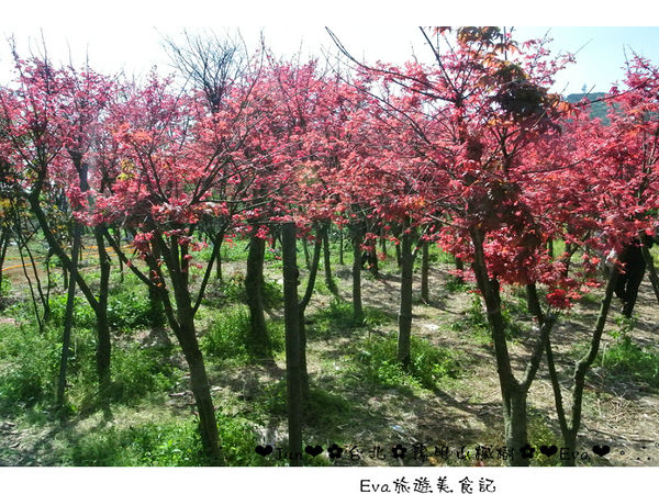 陽明山平等里：【遊記】oO。台北 陽明山 楓紅槭樹 漂亮的三月楓紅，真的第一次看到，不輸真正的楓紅～。o○。