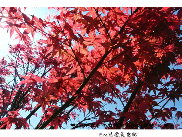 陽明山平等里：【遊記】oO。台北 陽明山 楓紅槭樹 漂亮的三月楓紅，真的第一次看到，不輸真正的楓紅～。o○。