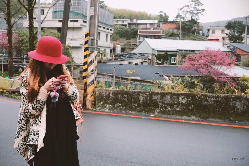 陽明山平菁街42巷的寒櫻 陽明山平菁街42巷的寒櫻