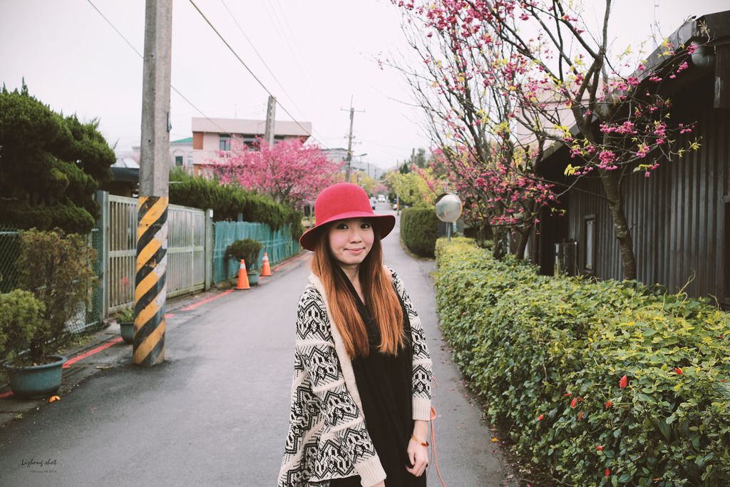 陽明山平菁街42巷的寒櫻 陽明山平菁街42巷的寒櫻