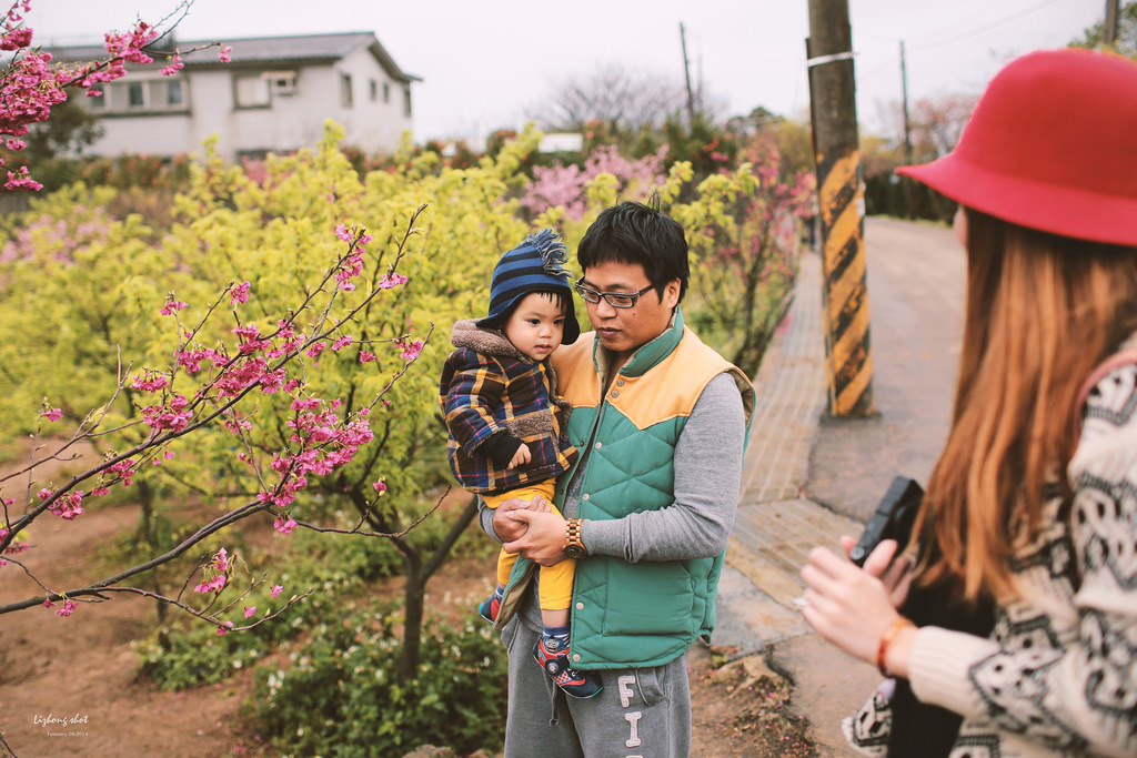 陽明山平菁街42巷的寒櫻 陽明山平菁街42巷的寒櫻