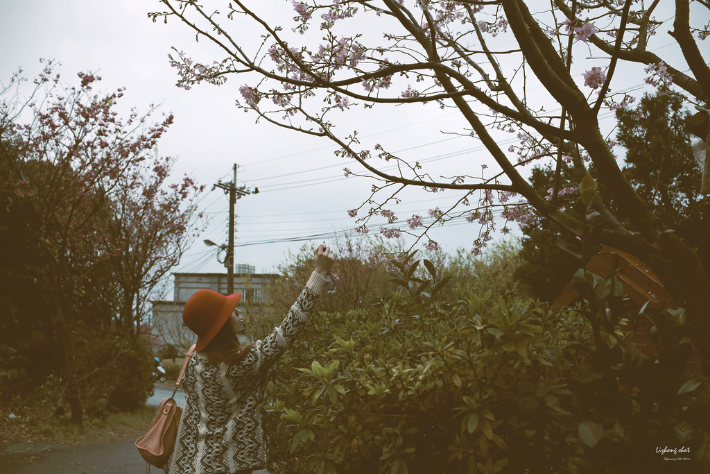 陽明山平菁街42巷的寒櫻 陽明山平菁街42巷的寒櫻