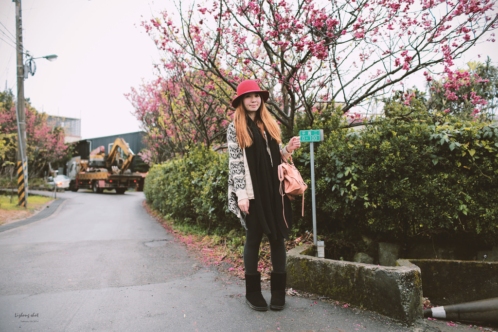 陽明山平菁街42巷的寒櫻 陽明山平菁街42巷的寒櫻