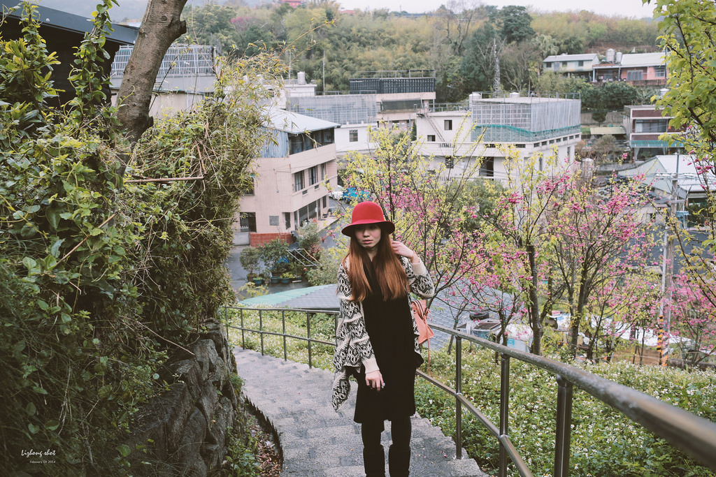 陽明山平菁街42巷的寒櫻 陽明山平菁街42巷的寒櫻