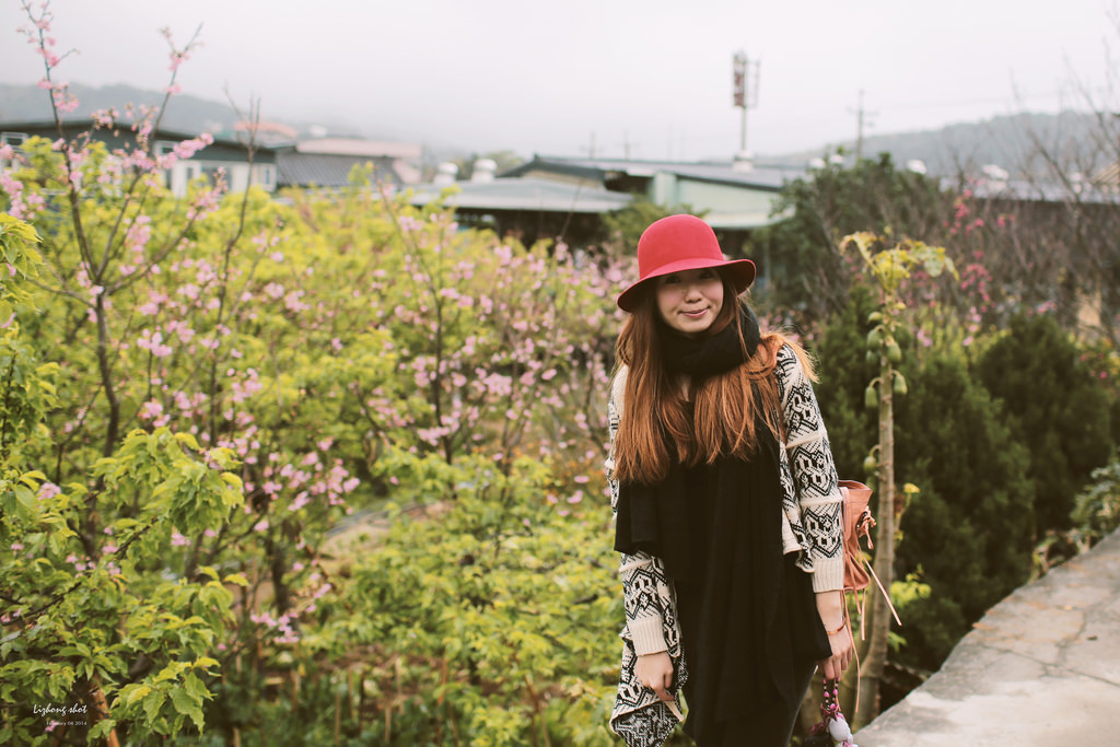 陽明山平菁街42巷的寒櫻 陽明山平菁街42巷的寒櫻