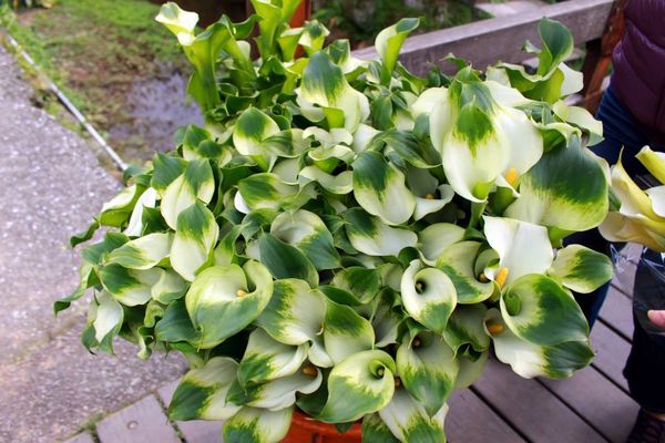 陽明山竹子湖：✡*台北市-北投區/陽明山-竹子湖+小油坑