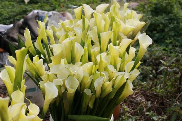 陽明山竹子湖：✡*台北市-北投區/陽明山-竹子湖+小油坑