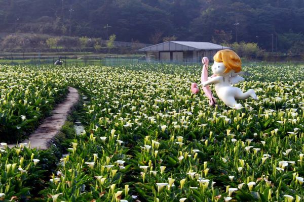 陽明山竹子湖：✡*台北市-北投區/陽明山-竹子湖+小油坑