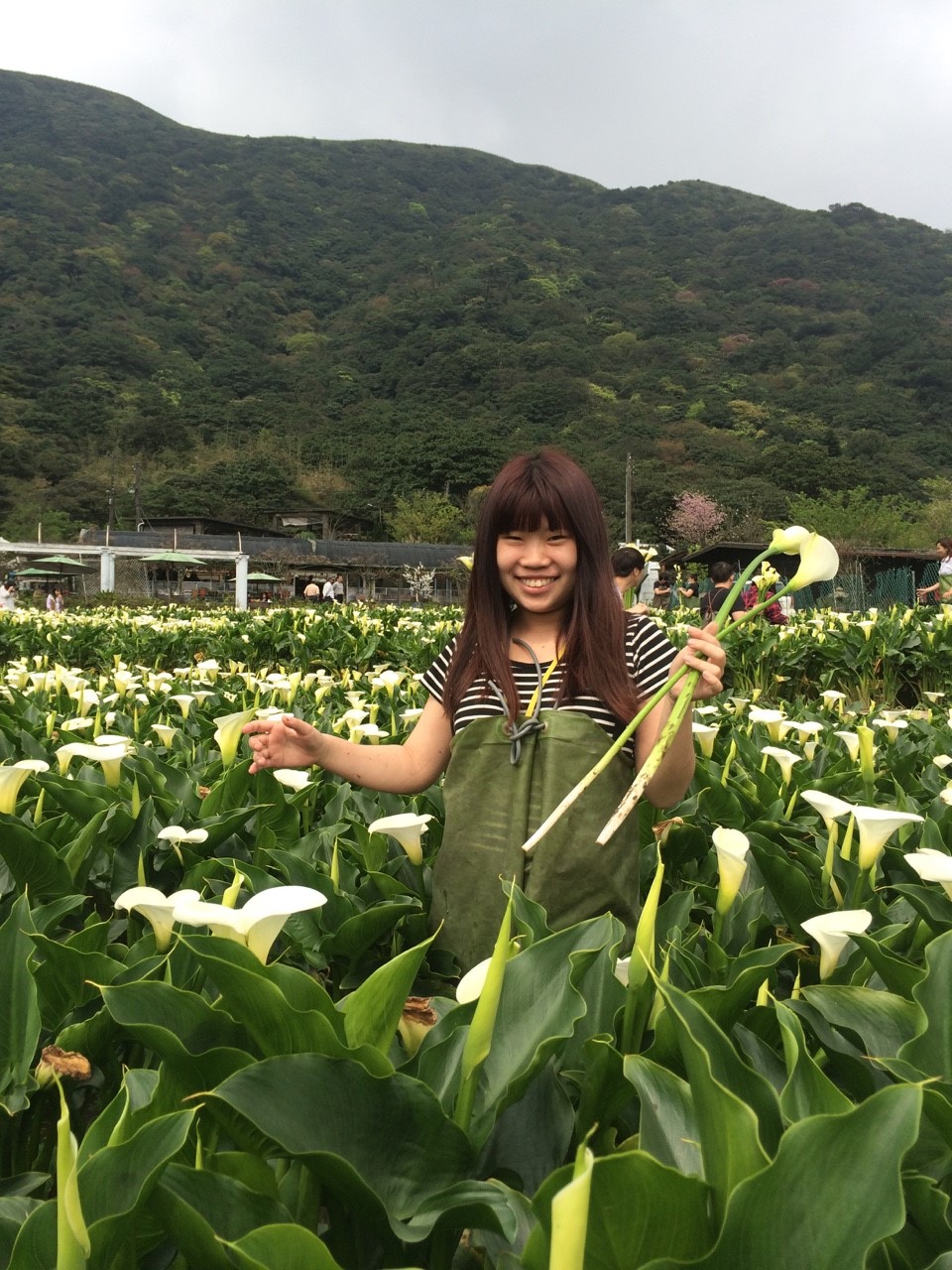 【台北】陽明山當天來回海芋行程秘密基地看日落超滿足