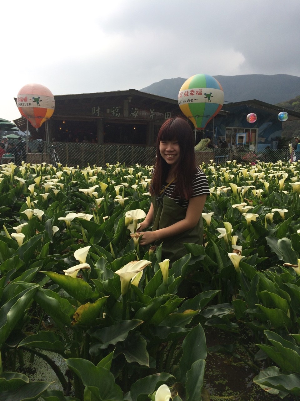 【台北】陽明山當天來回海芋行程秘密基地看日落超滿足