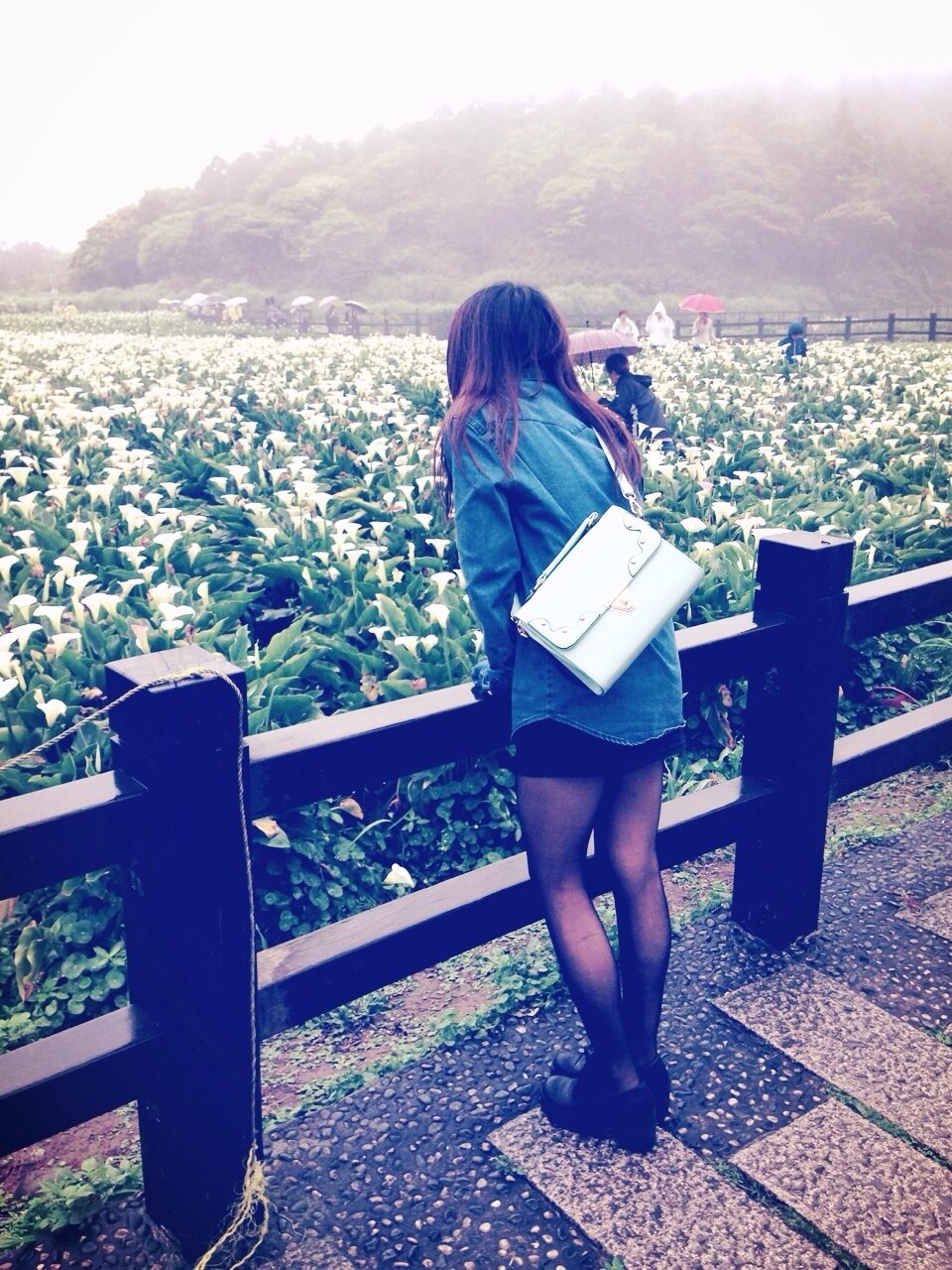 【台北】陽明山當天來回海芋行程秘密基地看日落超滿足