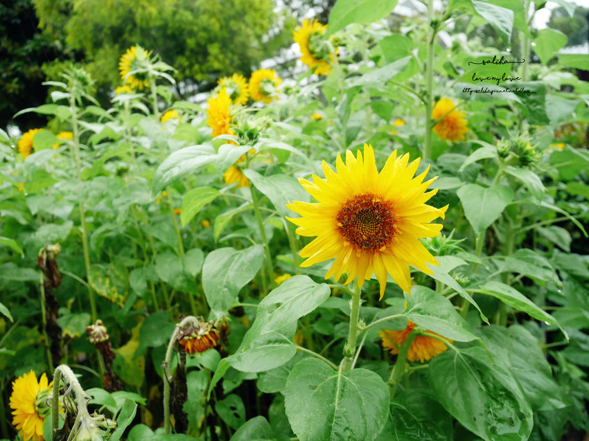 苗栗旅遊免費好玩景點推薦雅聞香草觀光工廠花園 (10)