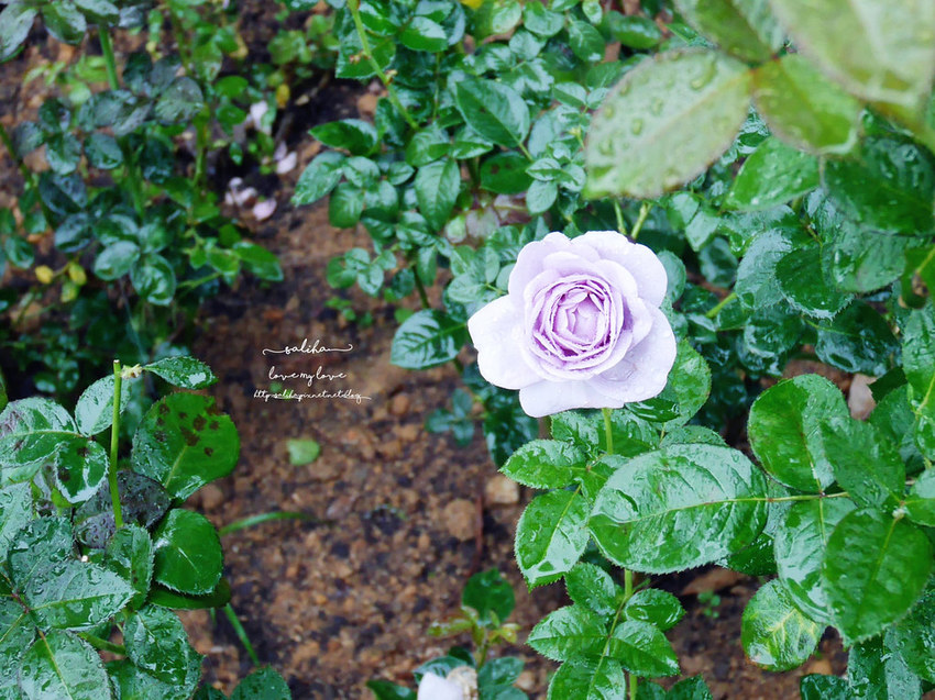 苗栗旅遊免費好玩景點推薦雅聞香草觀光工廠花園 (8)