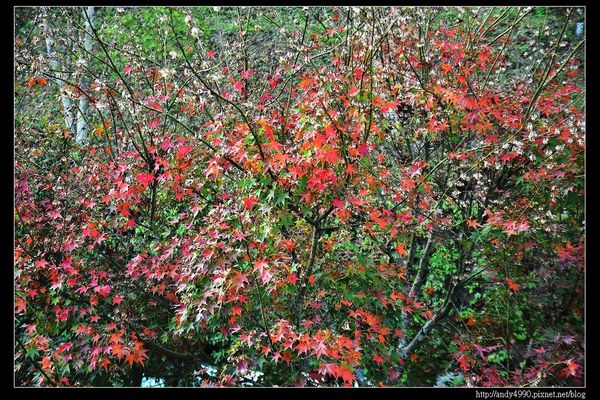 20151214苗栗大湖天空之城17