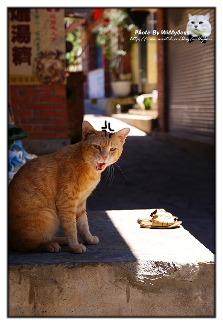 五月某日南庄新竹亂遊遊記(上)