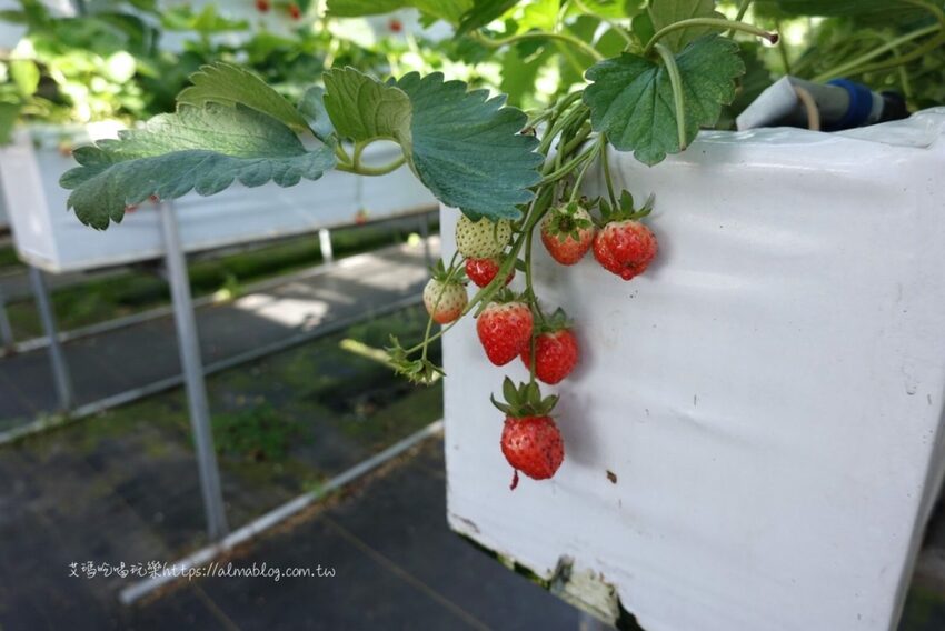 免費景點！冬天就是要來草莓世界．草莓香腸四支100元．體驗採紅寶石草莓 - 艾瑪▪ 享受吃喝玩樂札記