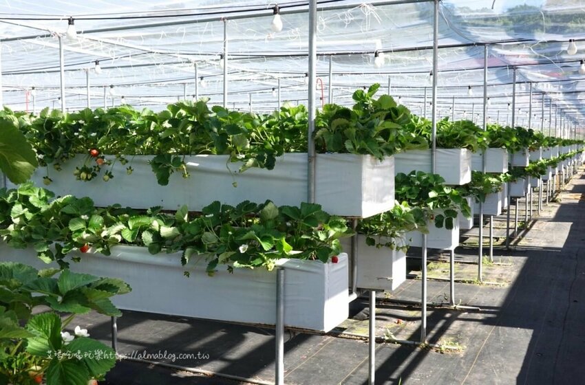 免費景點！冬天就是要來草莓世界．草莓香腸四支100元．體驗採紅寶石草莓 - 艾瑪▪ 享受吃喝玩樂札記